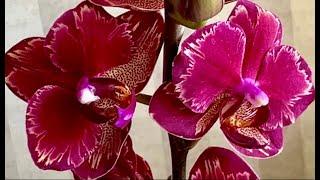 Орхидеи с названиями и ценами. Интрига Сара Бланш Манго Сого Вивьен Попугай ...
