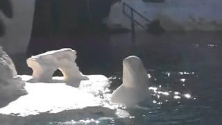 Beluga Scratching Belly