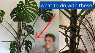 Monstera Roots - 4 Things to do with Aerial Roots - Monstera deliciosa 2023