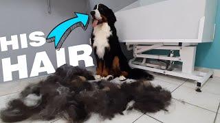 HUGE UNDERCOAT REMOVAL - Bernese Mountain Dog Grooming -  2 hours in 5 min. video