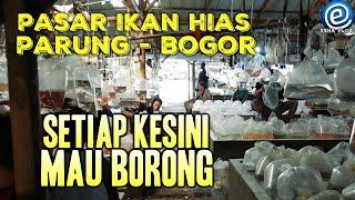 LAGI MURAH MURAH  DI PASAR IKAN HIAS PARUNG BOGOR