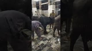 Buffalo Qurbani Professional Qasai Meat Short Slaughter House Black  Beautiful Buffalo Sand