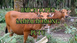 BABON SAPI BALI SUPER SAMPAI MOMONG PUTU .