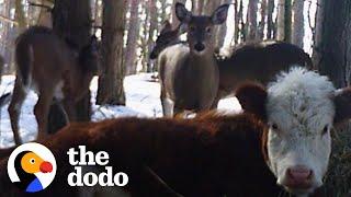 Cow Who Escaped Farm Survives Winter With Wild Deer  The Dodo