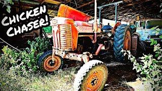 UNTOUCHED Vintage Massey Ferguson Tractor - Will it Run and Move?