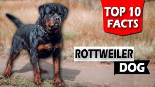 Top 10 Rottweiler Facts  Rottweiler Dog Facts in Hindi  Facts about Rottweiler Dogs  Dog Facts