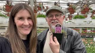 Red creeping thyme and ground cover thyme varieties