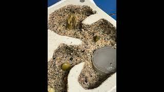 Making a natural looking ant nestformicarium with sand and plaster