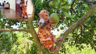 Bibi enlisted went to the farm to have fun climbing trees when Mom was busy