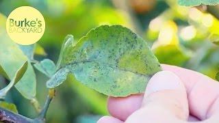 Burkes Backyard Sick Lemon Tree