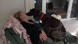 Dog loves his mommy  - German Shorthaired Pointer kissinglicking and being a lap dog