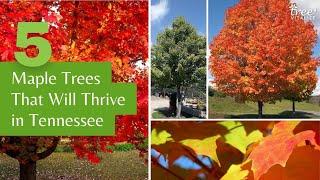 5 Maple Trees That Will Thrive in Tennessee