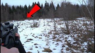 Охота на лося лоси вышли на мой номер Moose hunting