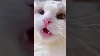 Cat Meowing   Cat Voice  Cute Cat Voice Short  Video #shorts #cat #catlover