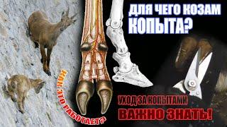 Обрезка копыт у козы  Внутреннее строение копыт  Болезни #козоводство #животноводство #зоология