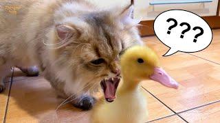 Baby Cat is forced by baby ducklings to find there mom #catmeowing#catmat#cat