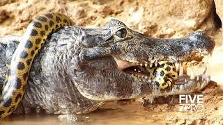 Crocodile vs Anaconda