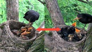 Common blackbird Birds Mother raises three children in a nest. full video  Review Bird Nest 