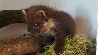 PINE MARTEN - Hessilhead Wildlife Rescue