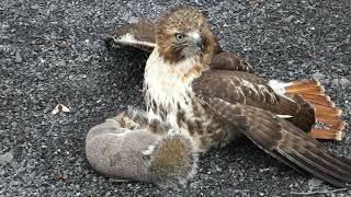 Red tailed hawk with squirrel