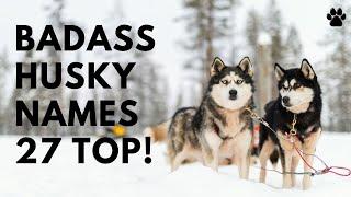  Badass Husky Names  27 Strong  Tough Ideas  Names