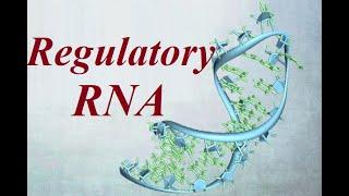 Regulatory RNA  RNA Types  2023