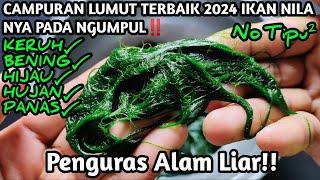 INI DIA CAMPURAN LUMUT UNTUK MANCING IKAN NILA BABON TERAMPUH 2024‼️