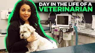 Day in the Life of a Veterinarian