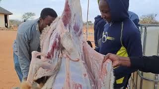 Slaughtering a Goat African Village girl slaughtering a Goat @denisfadolo7909