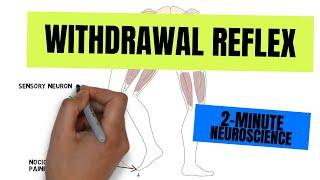 2-Minute Neuroscience Withdrawal Reflex