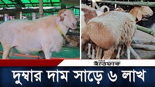 গাবতলী গরুর হাটে সাড়ে ৬ লাখ টাকার দুম্বা  Gabtoli Gorur Haat 2023  Dumba  Daily Ittefaq