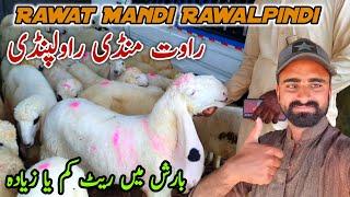 Today Rawat Bakra Mandi Rawalpindi Latest Update 23 July 2024