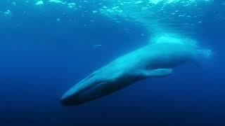 MEGALOPHOBIA - Huge size whale chilling  The Loneliest Whale