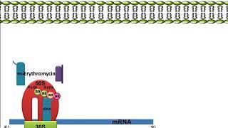 Erythromycin Mechanism of Action