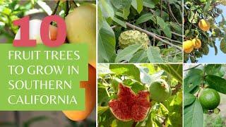 10 Fruit Trees for SoCal Southern California Backyard Growers