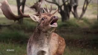 Regionieuws TV - Groene stad achter de duinen natuurdocumentaire over Den Haag