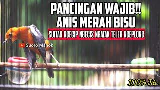 PANCINGAN JITU ANIS MERAH BISU DENGAN SUARA NRATAK NGECIS BETINA BIKIN ANIS IKUT TELER