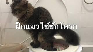 ฝึกแมวใช้ชักโครก  ฝึกแมวนั่งชักโครก  ฝึกแมวเข้าห้องน้ำ