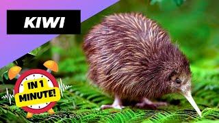 Kiwi  The Furry Bird with Whiskers  1 Minute Animals