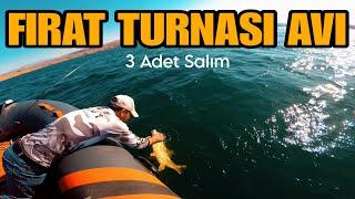 Fırat Turnası Sezon Açılışı  3 Tane Salım Yaptık #fishing #bigfish