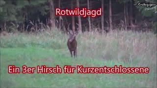 Rotwildjagd - Deer Hunting -  Ein 3er Hirsch für Kurzentschlossene
