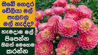 ඔයත් ගෙදර හදන ඩේලියා මල් පැලවල මල් නැද්ද?අදම මේ විදිහට වගා කරන්න.