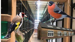 Amazing Bird rooms from the UK and Ireland