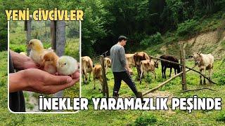 Civcivlerimiz Çıktı  Çiftlikte Son Durum