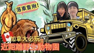 【加拿大旅遊】OMG！被動物襲擊？動物近在咫尺！加拿大「野生」動物園驚險體驗 African Lion Safari African Lion Safari