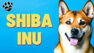 Shiba Inu Dogs 101  History Appearance and Personality