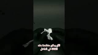 ماذا يوجد داخل بطاريات الليثيوم؟؟ 