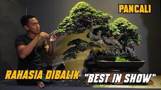 Kupas Tuntas Perawatan Rumit Pancali Sang Juara BEST IN SHOW Pameran Bonsai Nasional