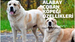 alabay çoban köpeği özellikleri