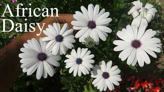 African Daisy Osteospermum Dimorphotheca Flower. How to Grow Dimorphotheca & Osteospermum Flowers.